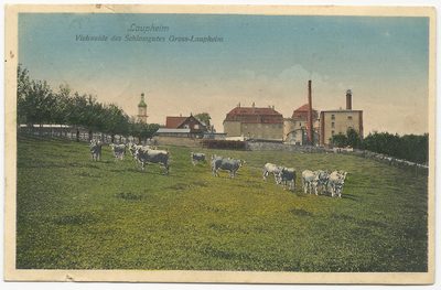 Lauheim Viehweide des Schlossgutes Gross-Laupheim